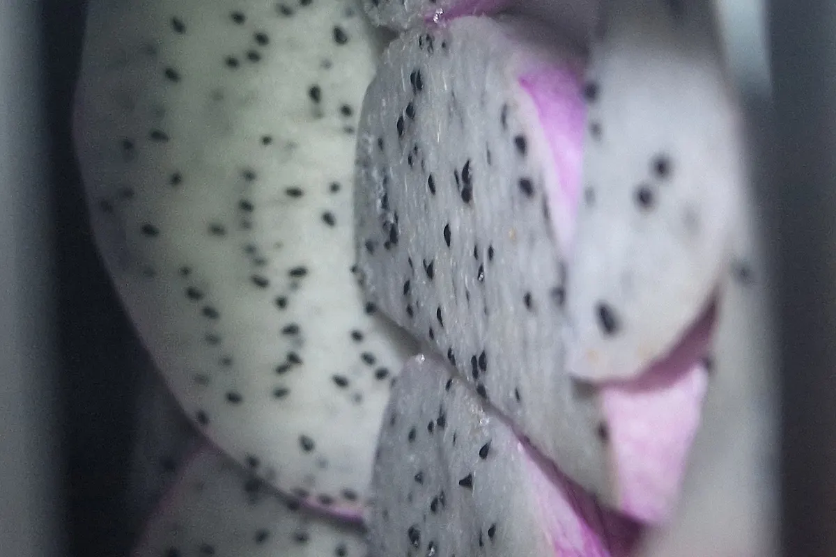 Pitahaya en rodajas sobre una bandeja dentro de la cámara de un liofilizador, a mitad de ciclo