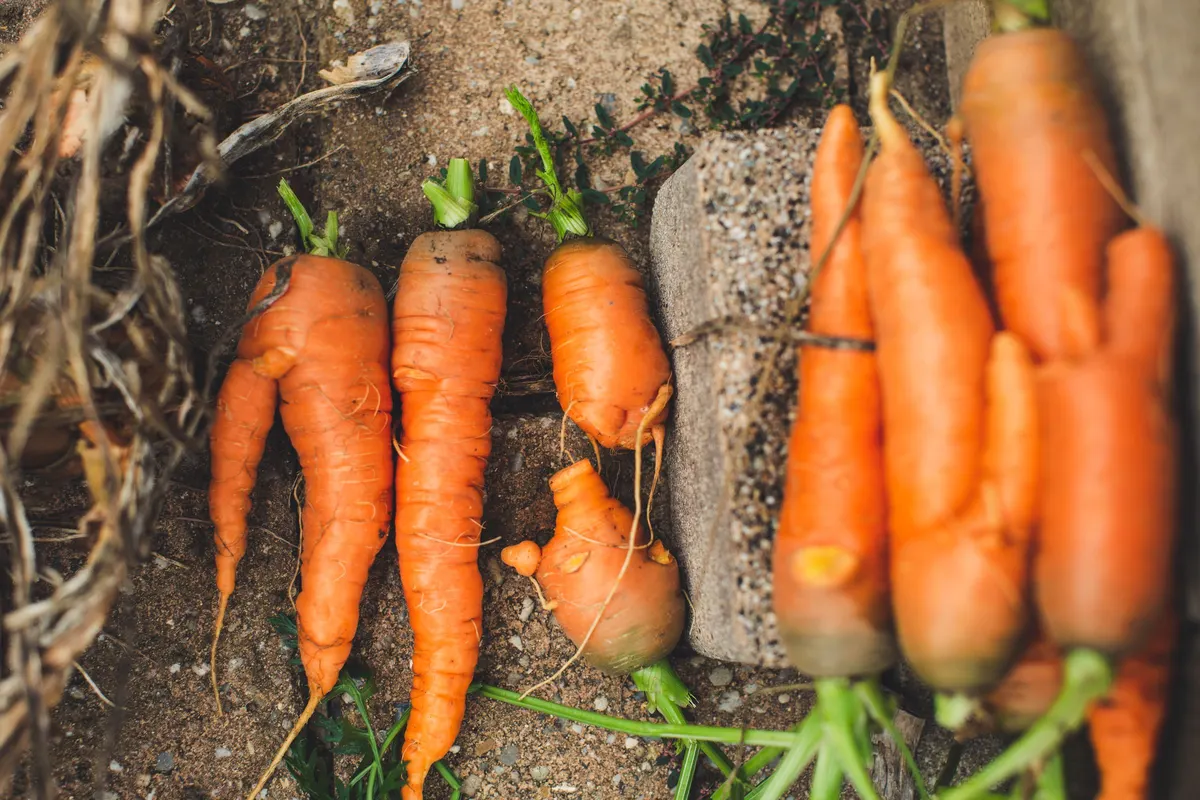 Zanahorias bifurcadas y deformes apartadas junto a otras rectas