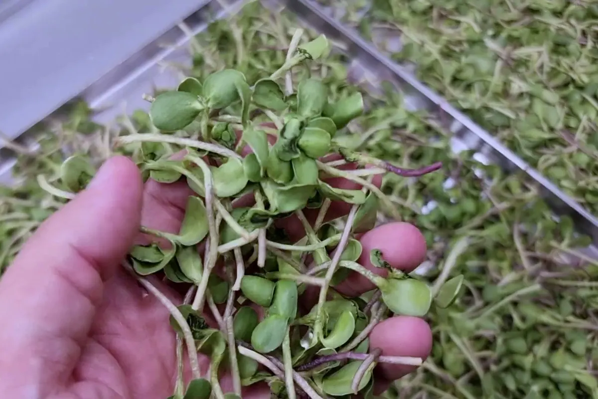 Una mano recogiendo un puñado de microgreens liofilizados de una bandeja