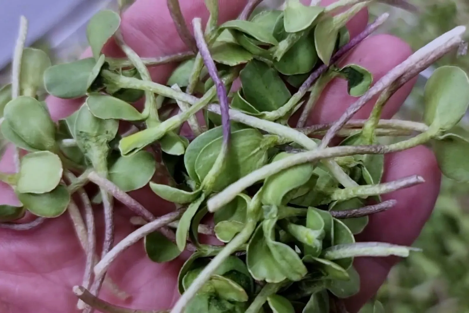 Un puñado de microgreens liofilizados en la palma de la mano, con los tallos y los cotiledones intactos