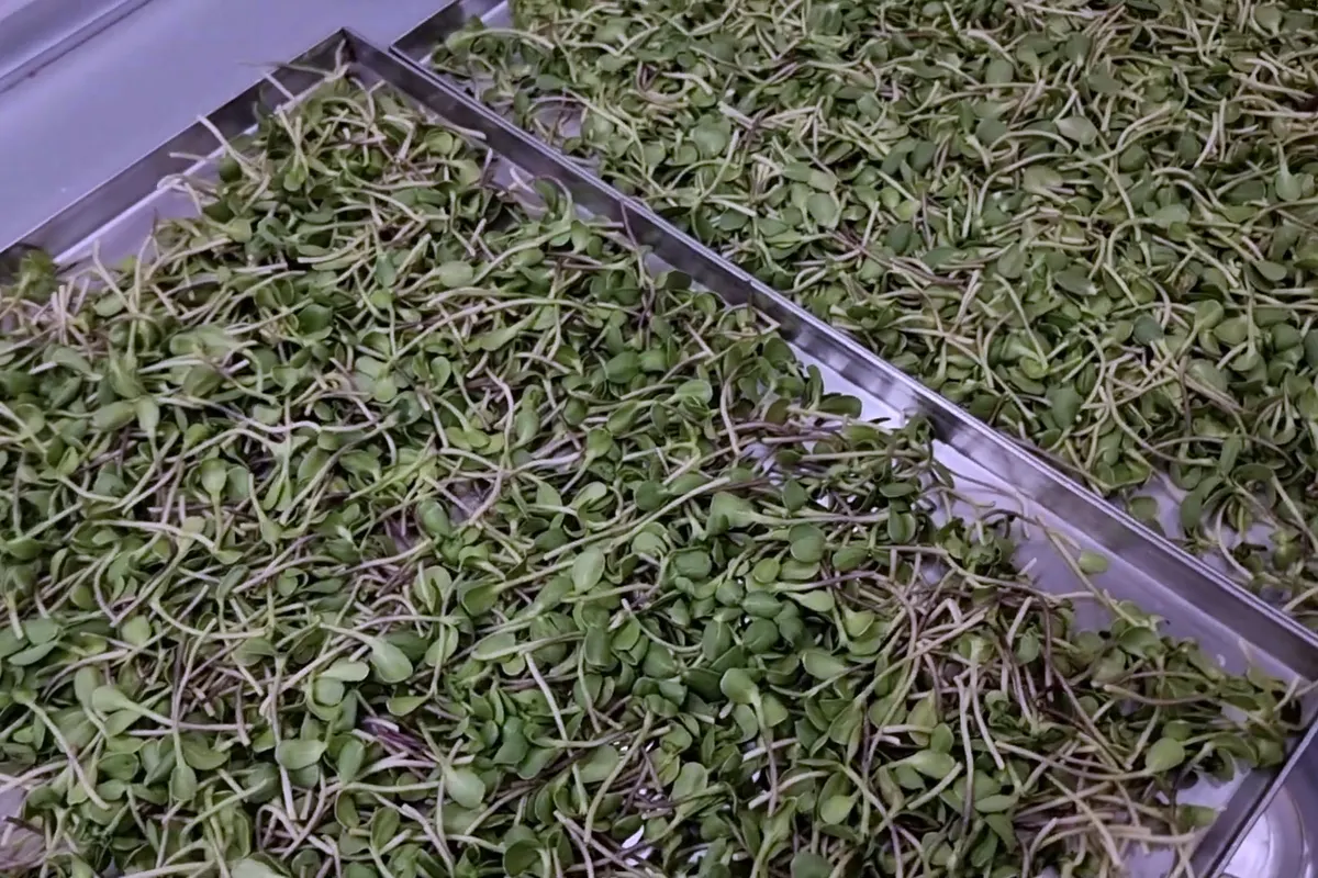 Una bandeja de acero inoxidable llena de microgreens liofilizados