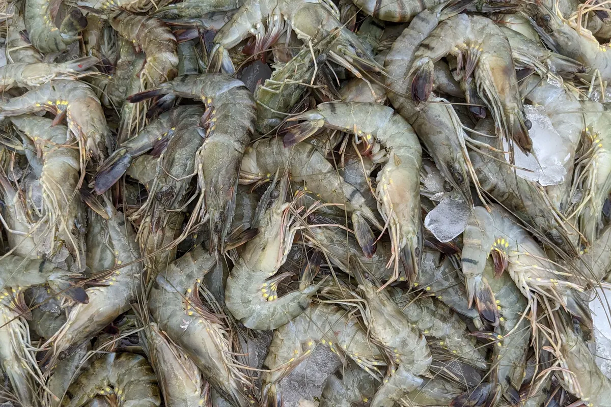 Gambas crudas enteras sobre hielo