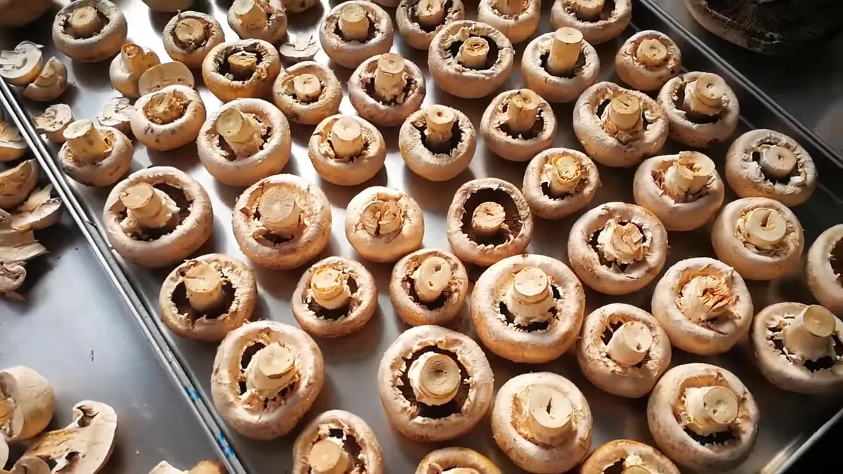 Sombreros enteros de champiñón liofilizado con las láminas hacia arriba, en una sola capa y bien separados en una bandeja de acero inoxidable